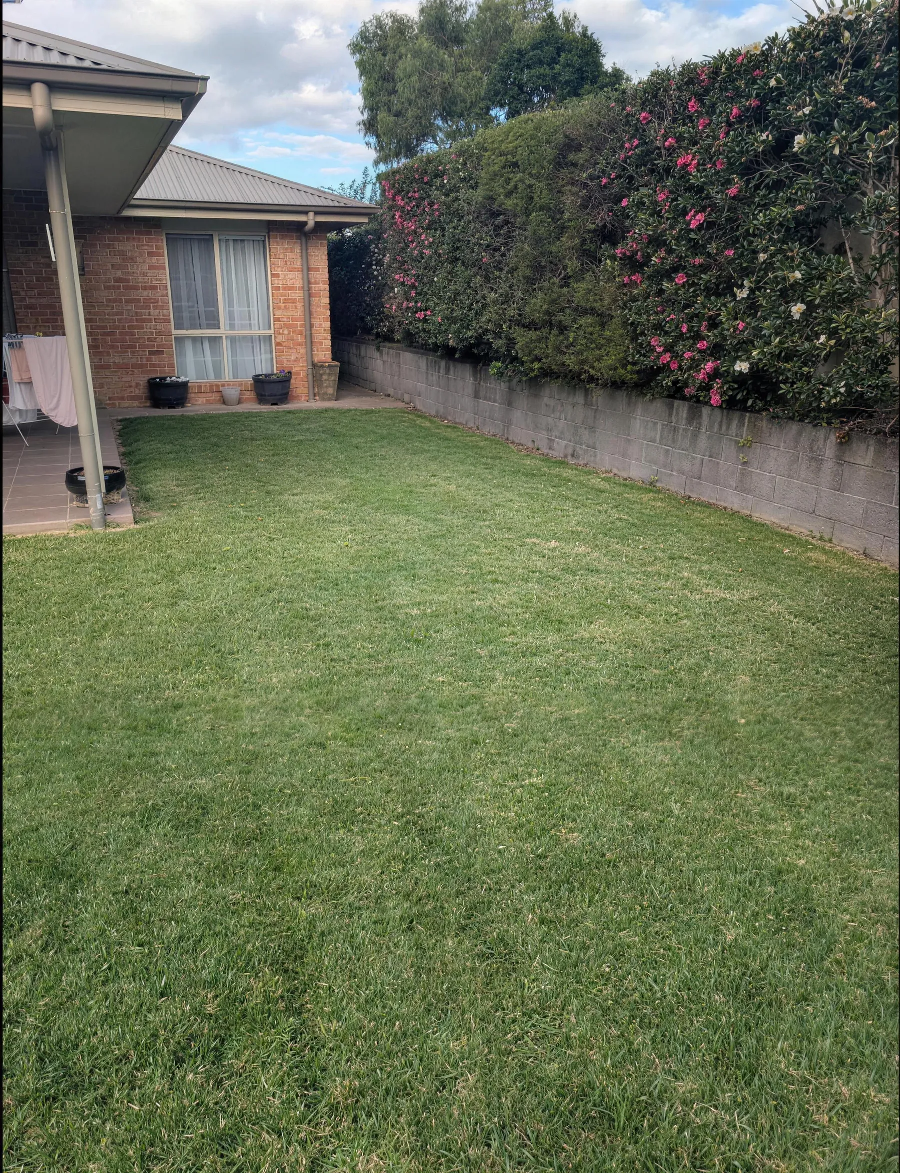 A lush green backyard lawn freshly mown