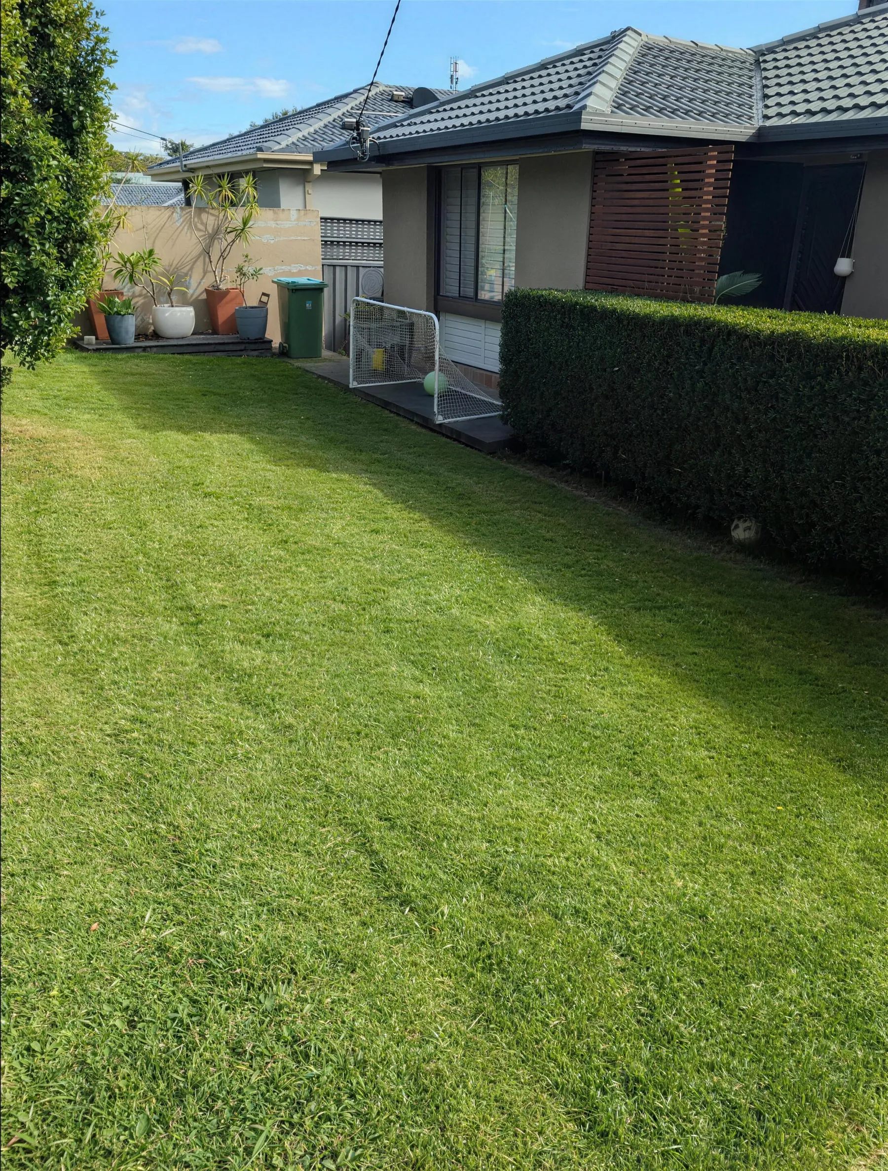 A healthy backyard lawn with crisp edges beside a hedge